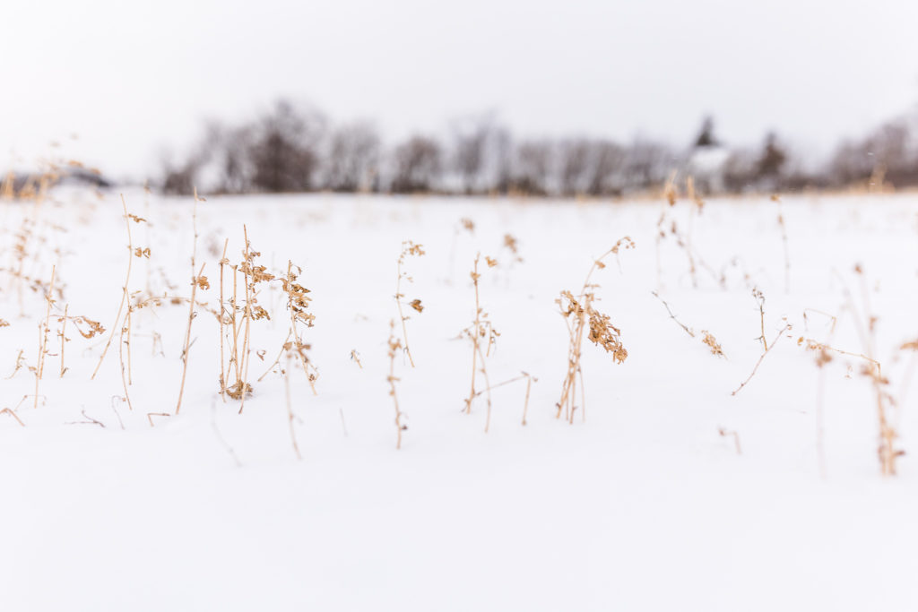 Frozen alfalfa field