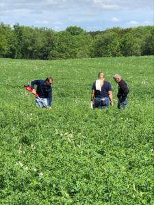 Alfalfa plot harvest