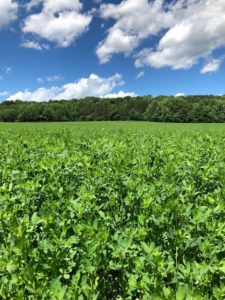 alfalfa field ready to harvest