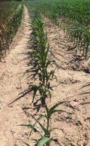 Corn during a drought