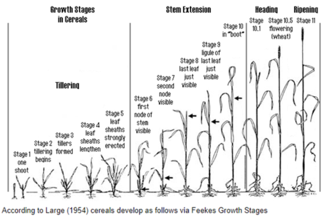 growth stages in cereals
