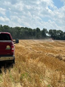 wheat plot 2022