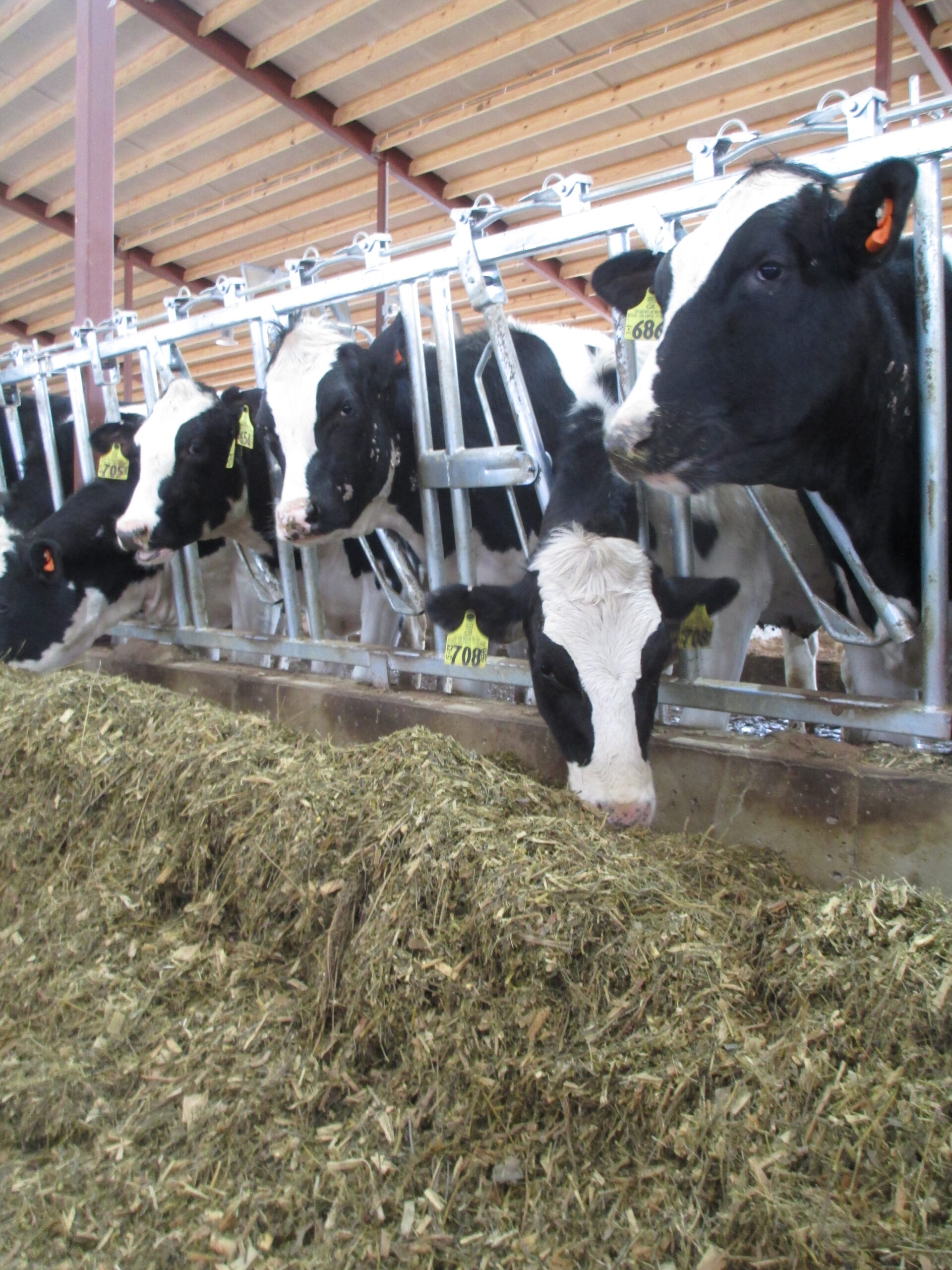 Dairy cows eating silage